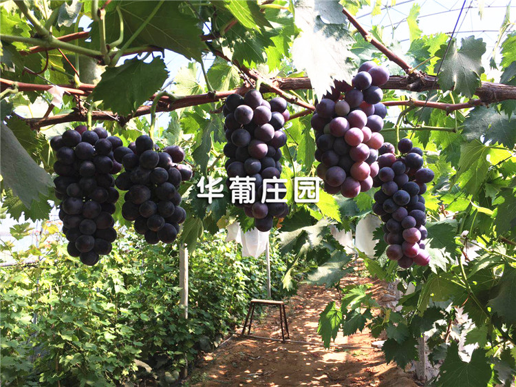 陽(yáng)角護(hù)角條